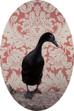 Indian Runner Duck "Basil" No. 0125 - Standing black duck portrait, red wall