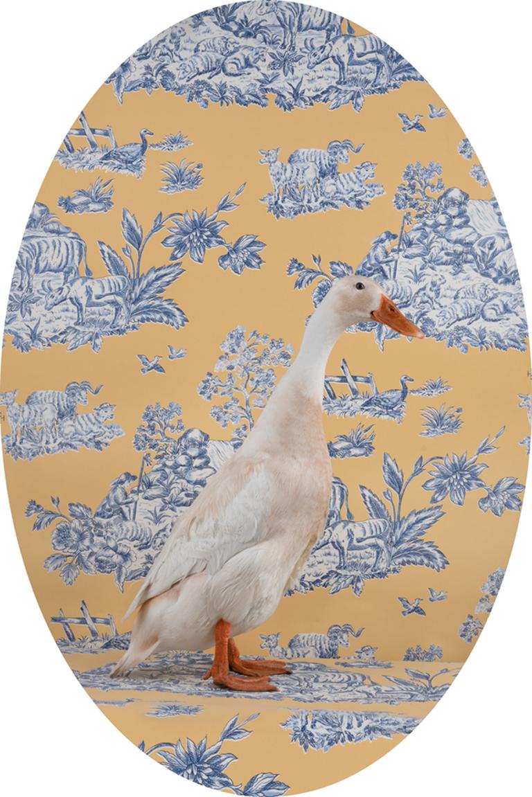 Claire Rosen Color Photograph - Indian Runner Duck "Noodle" No. 0256 - White duck, blue, white, yellow oval wall
