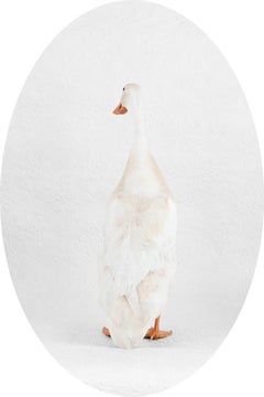 Indian Runner Duck "Noodle" No. 0264 - White duck w/ embossed floral wallpaper