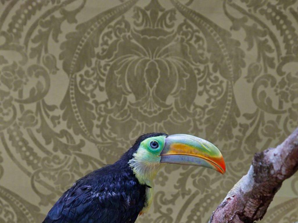 Keel-Billed Toucan No. 7981 - Toucan bird portrait with Victorian wallpaper - Photograph by Claire Rosen