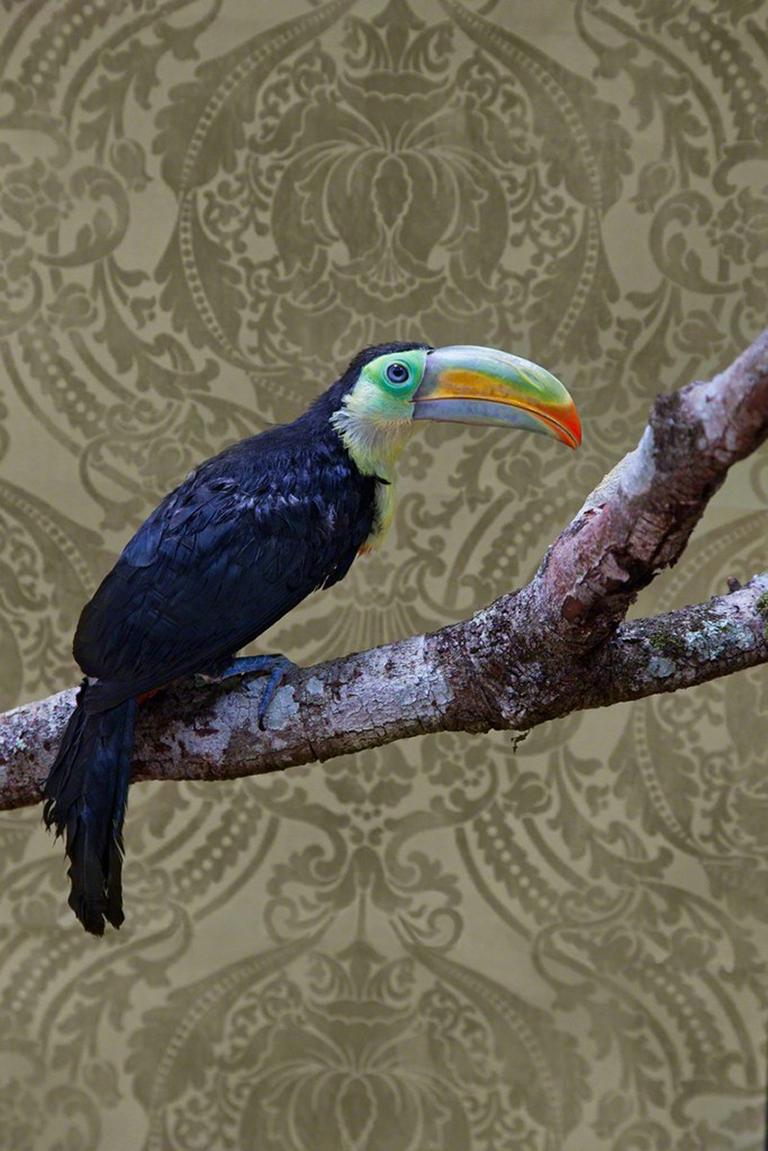 Claire Rosen Color Photograph - Keel-Billed Toucan No. 7981 - Toucan bird portrait with Victorian wallpaper