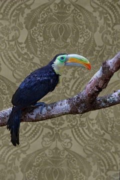 Keel-Billed Toucan No. 7981 - Toucan bird portrait with Victorian wallpaper