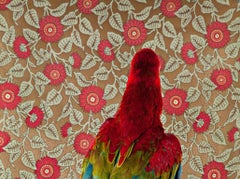 Red and Green Macaw No. 7301 - Victorian parrot portrait with colorful feathers
