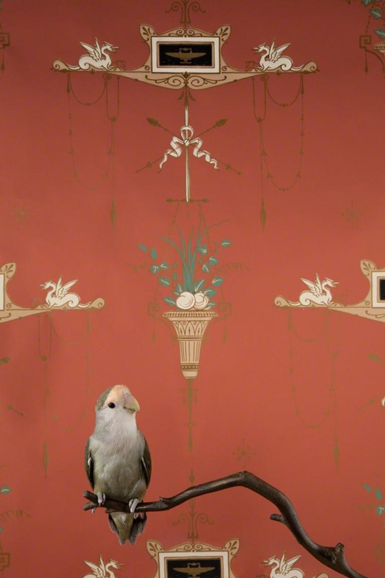 Claire Rosen Color Photograph - Rosy-Faced Lovebird No. 7548 - Red wallpaper w/ small feather bird on branch