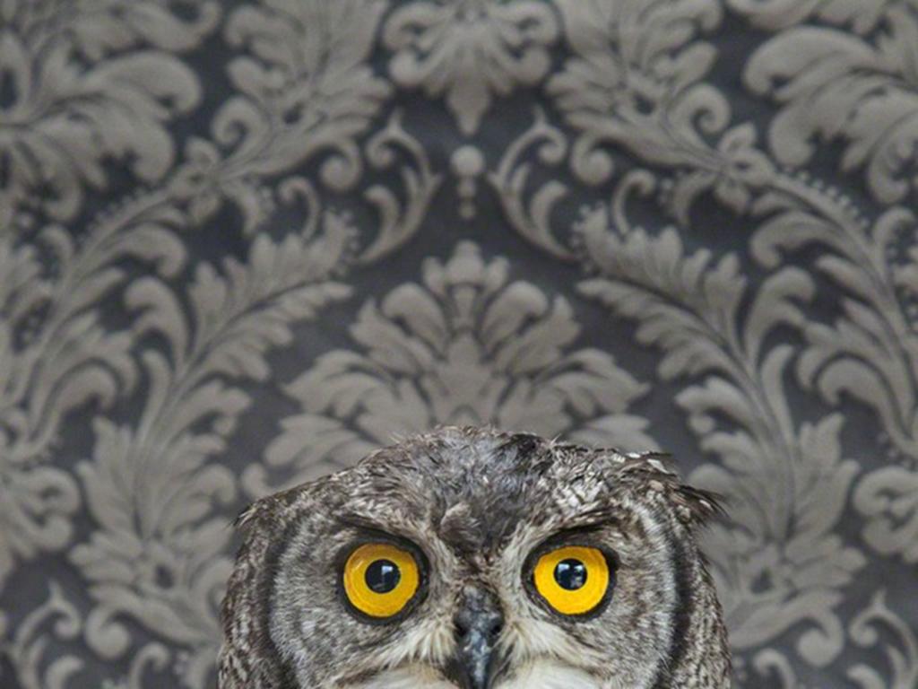 Spotted Eagle Owl No. 7261 - Gray owl w/ yellow eyes, floral Victorian wallpaper - Photograph by Claire Rosen