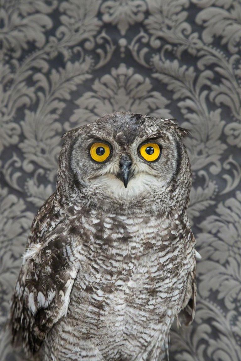 Claire Rosen Portrait Photograph - Spotted Eagle Owl No. 7261 - Gray owl w/ yellow eyes, floral Victorian wallpaper