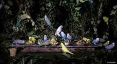 The Bird Feast
