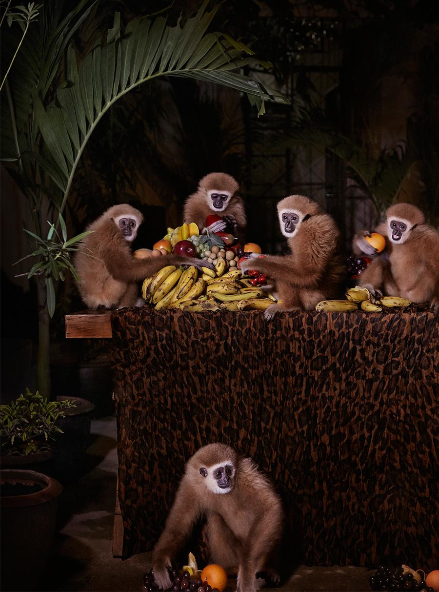 The Lar Gibbon Feast - Anthropomorphic primate banana fruit meal in Thailand - Photograph by Claire Rosen