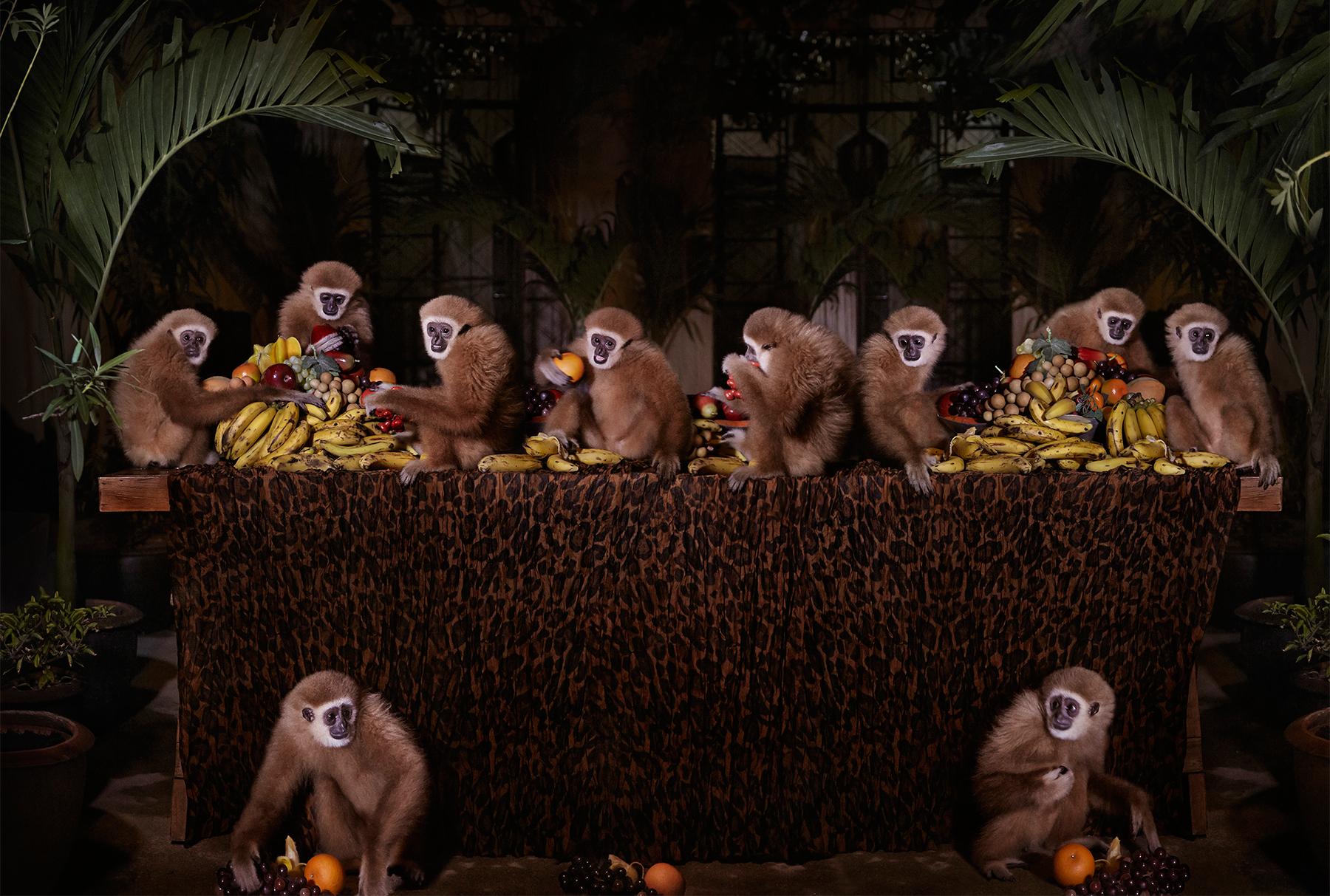 Claire Rosen Color Photograph - The Lar Gibbon Feast - Anthropomorphic primate banana fruit meal in Thailand