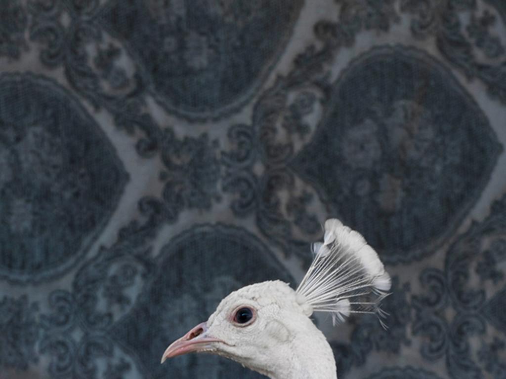 White Peacock No. 9490 - White peacock bird side profile w/ navy blue wallpaper - Photograph by Claire Rosen