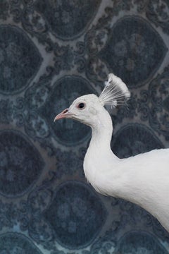 White Peacock No. 9490 - White peacock bird side profile w/ navy blue wallpaper