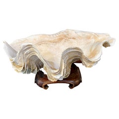Antique Clam Shell