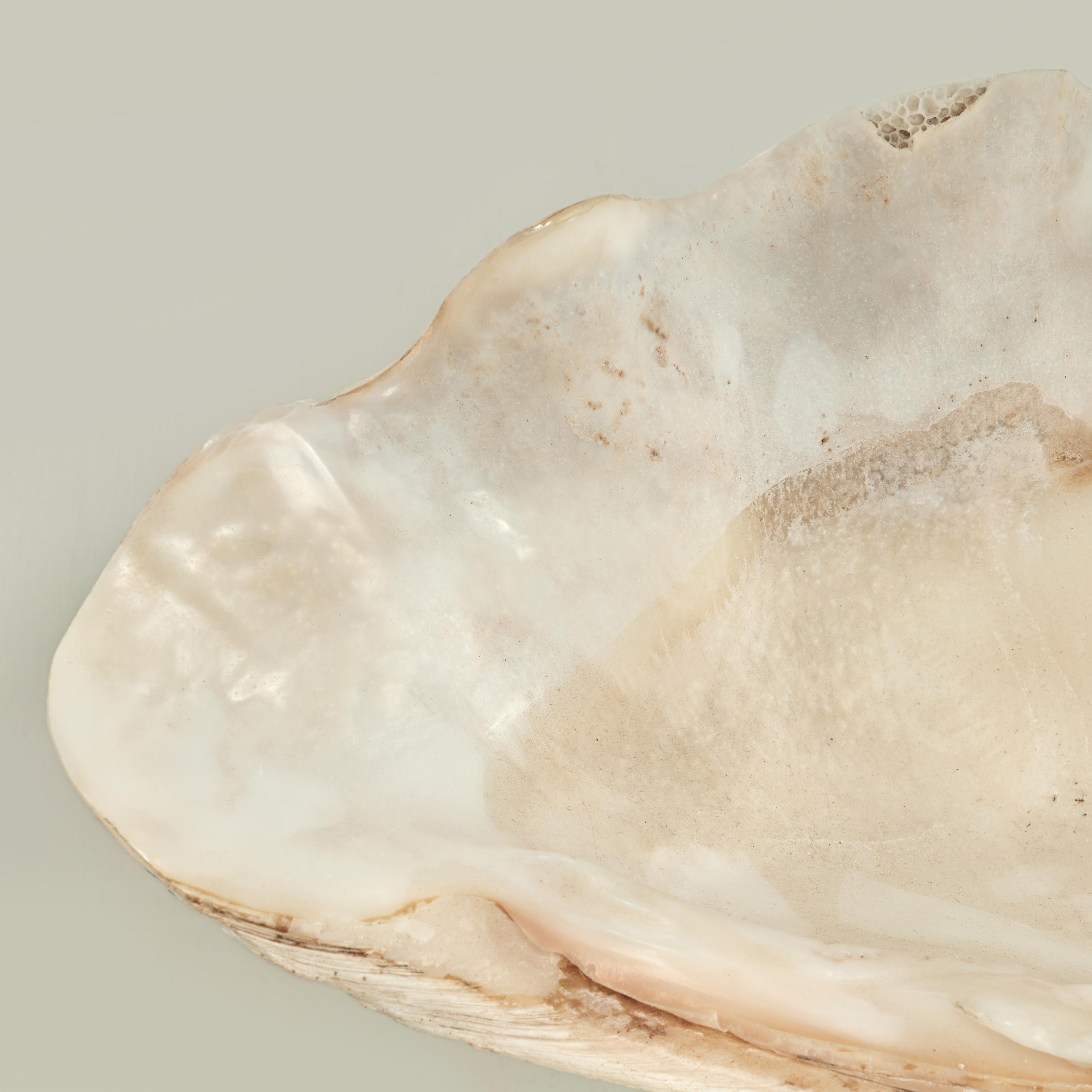 Clam Shell on a Footed Base For Sale 2