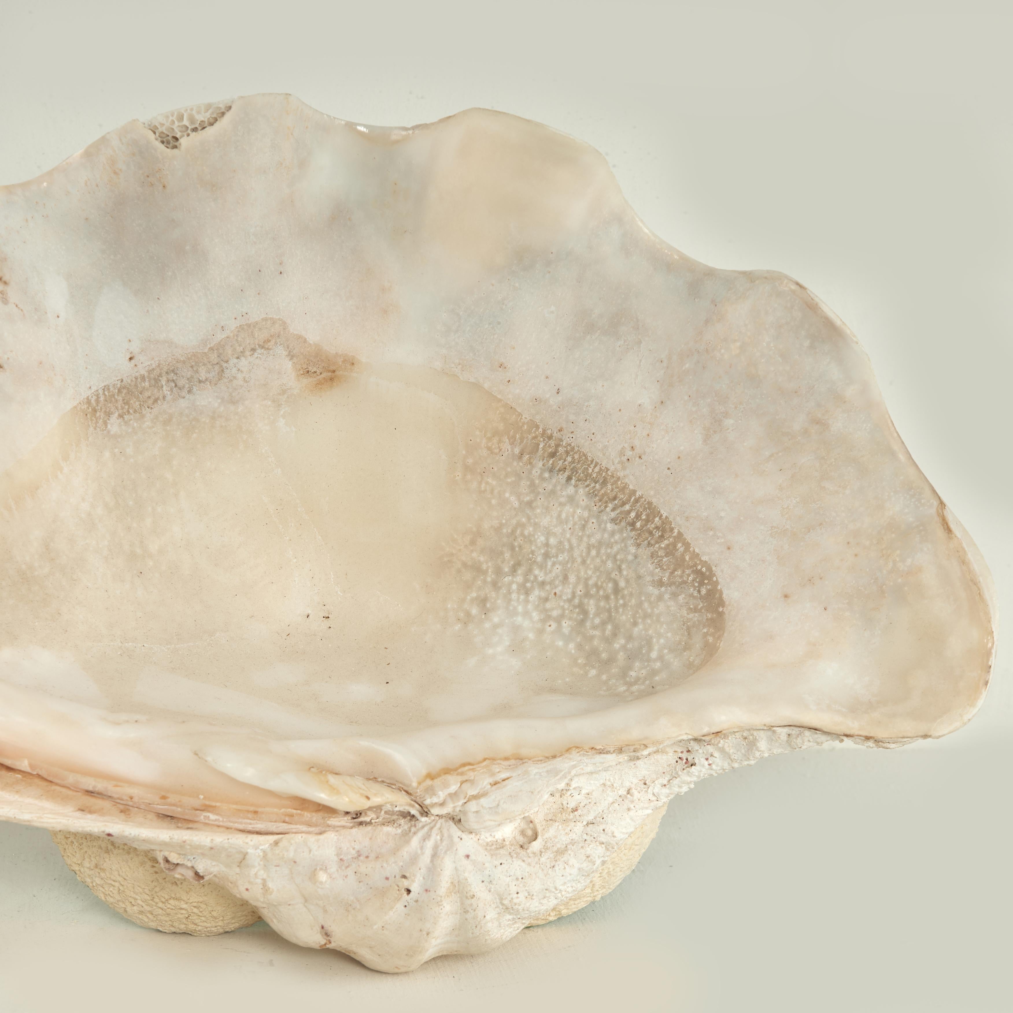 Clam Shell on a Footed Base For Sale 3