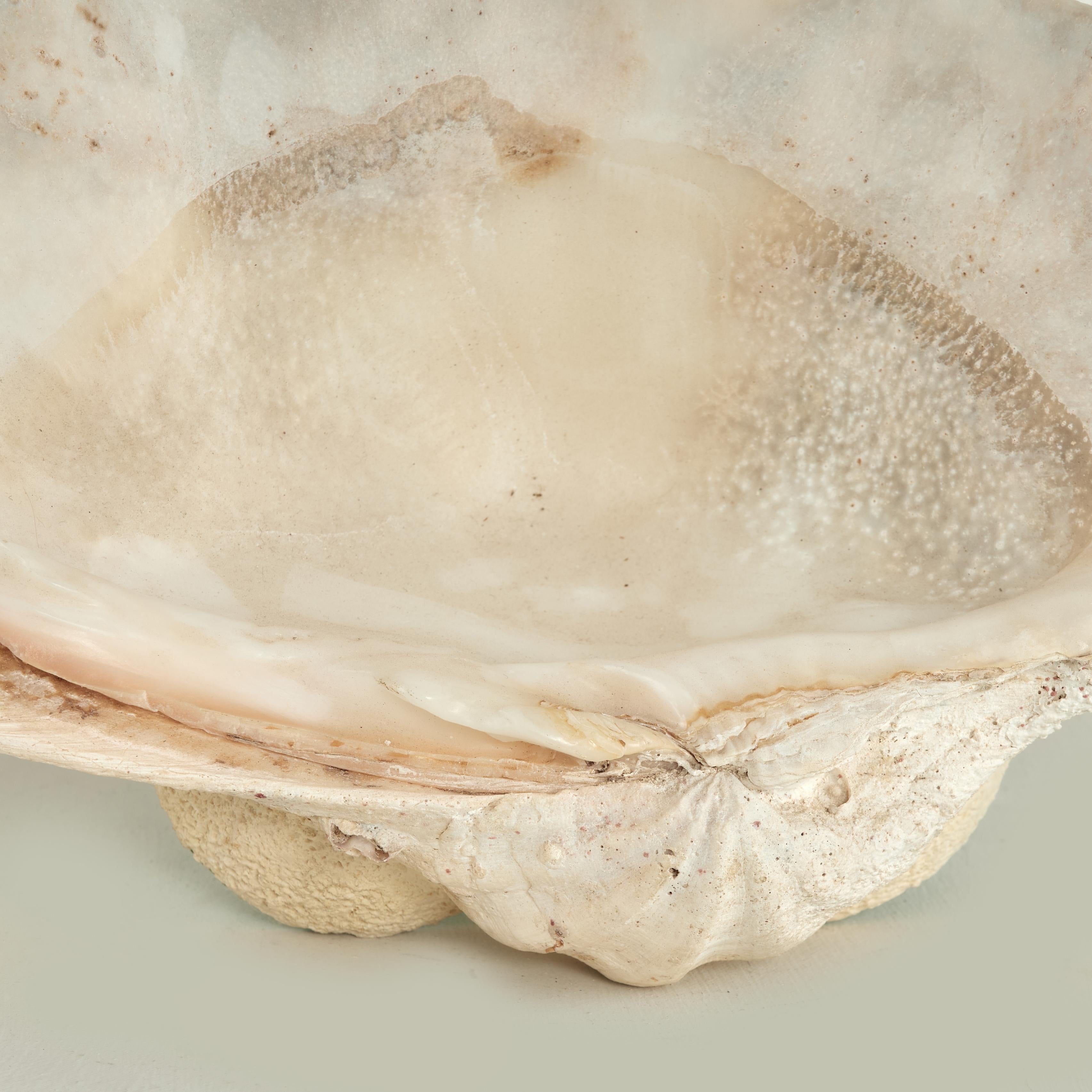 Clam Shell on a Footed Base For Sale 4