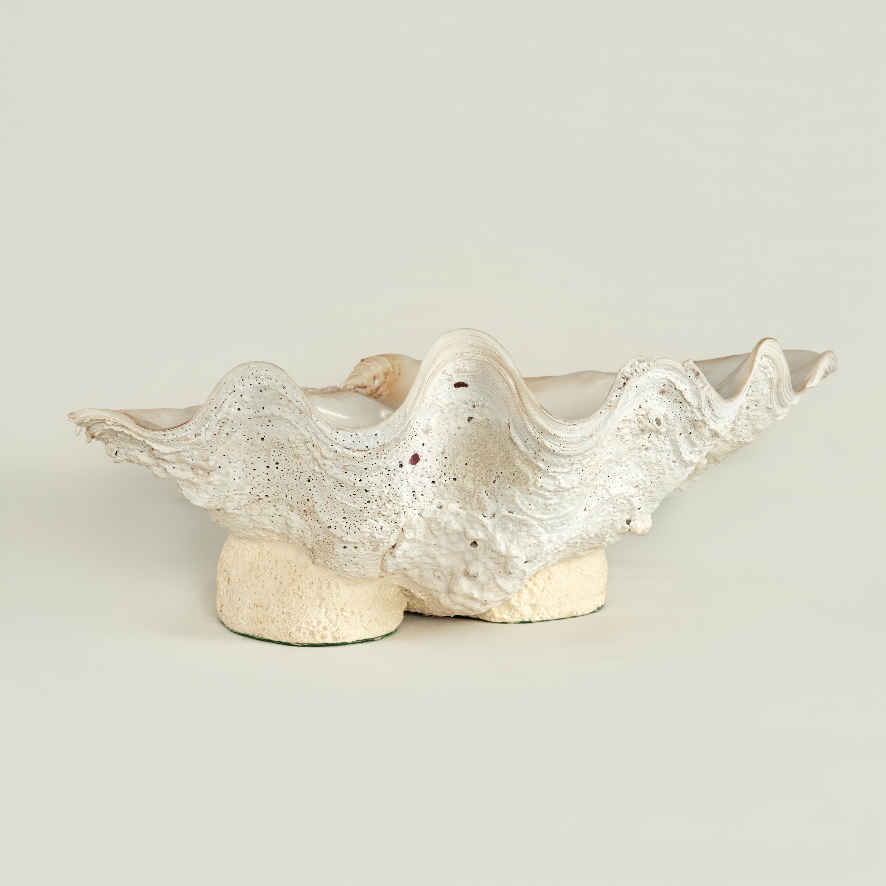 Lofty organic tridacna gigas clam shell with its ocean inspired color, texture and iconic sculptural form. Presented on a custom footed base.