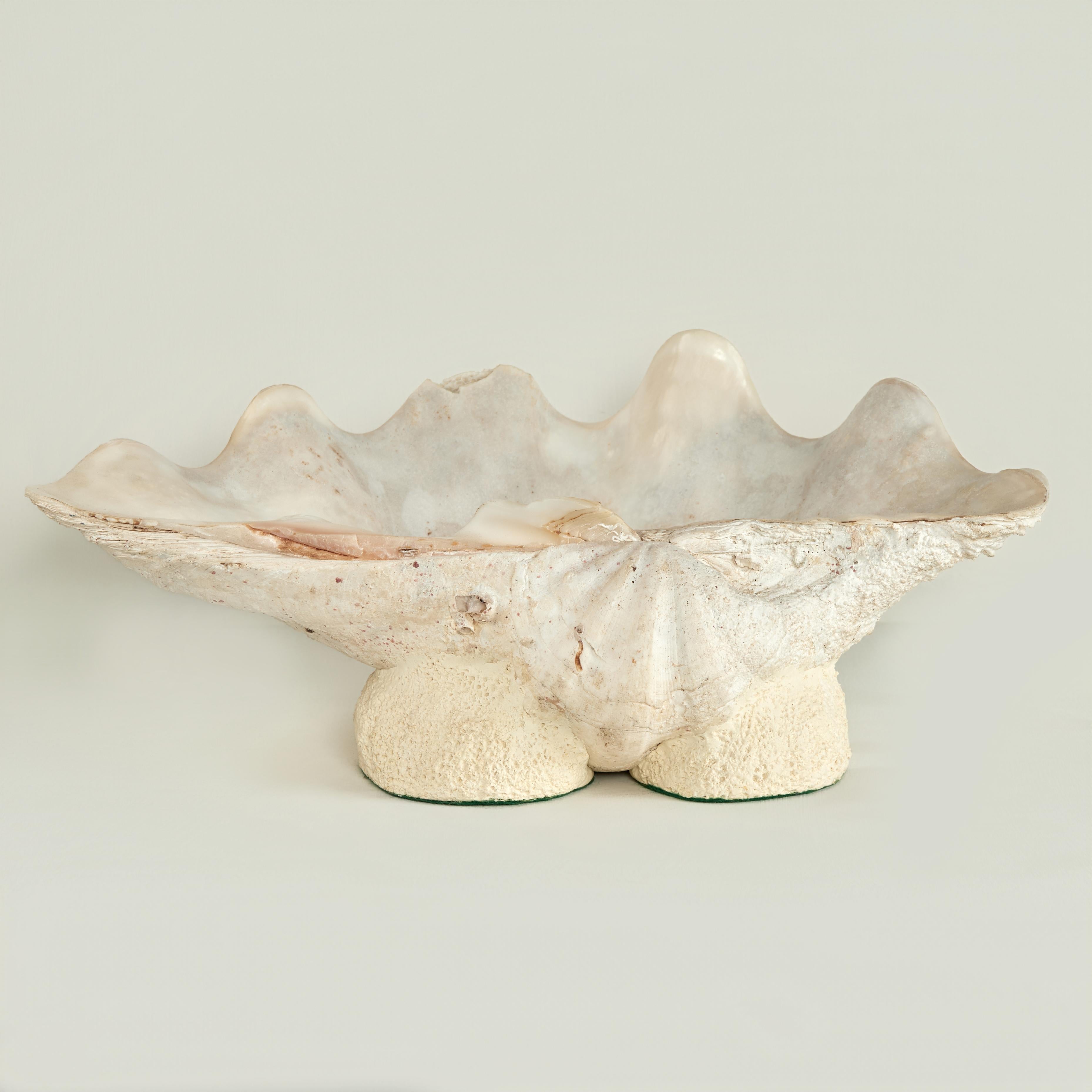Solomon Islands Clam Shell on a Footed Base For Sale