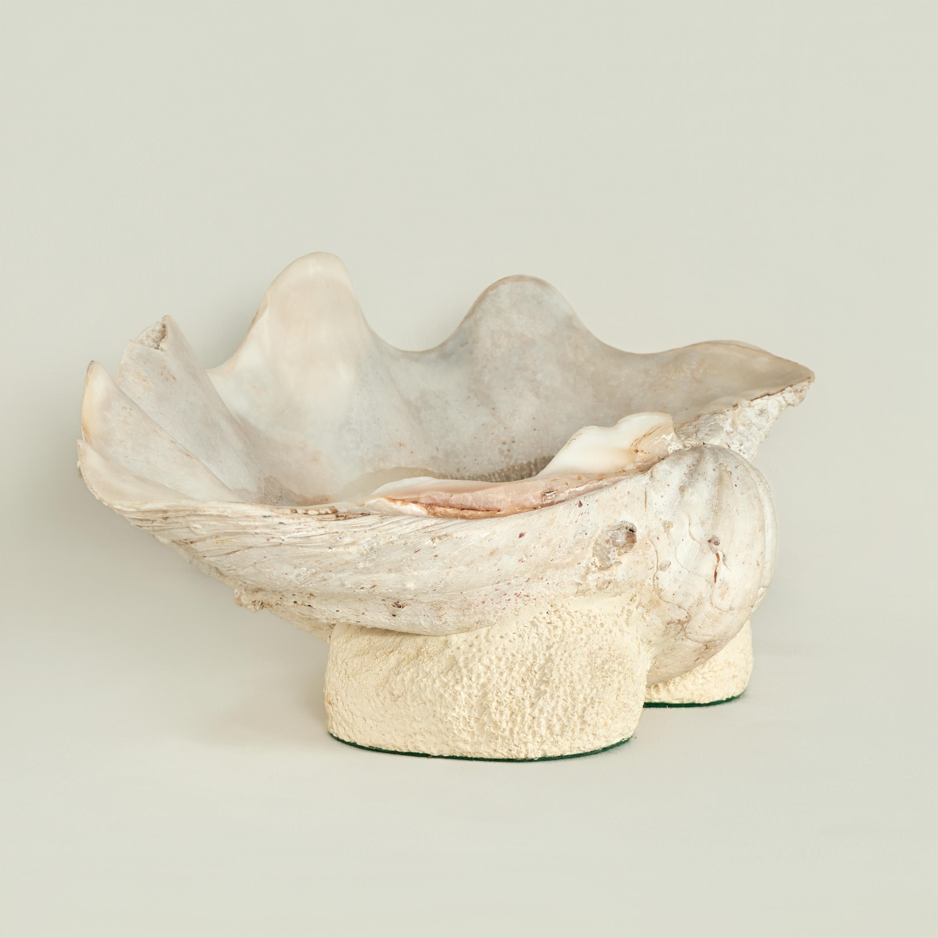 Hand-Crafted Clam Shell on a Footed Base For Sale