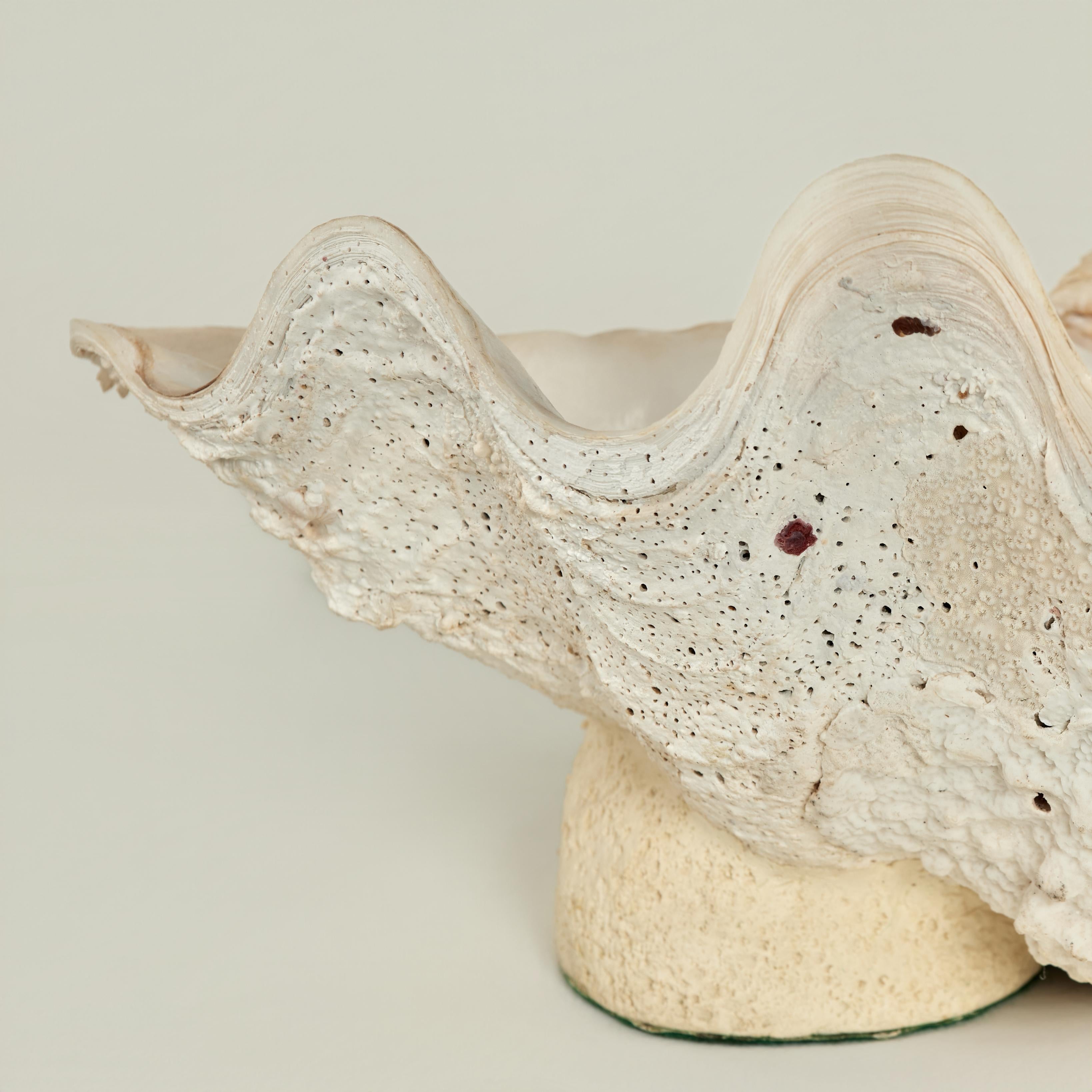 Clam Shell on a Footed Base In Good Condition For Sale In Palm Beach, FL