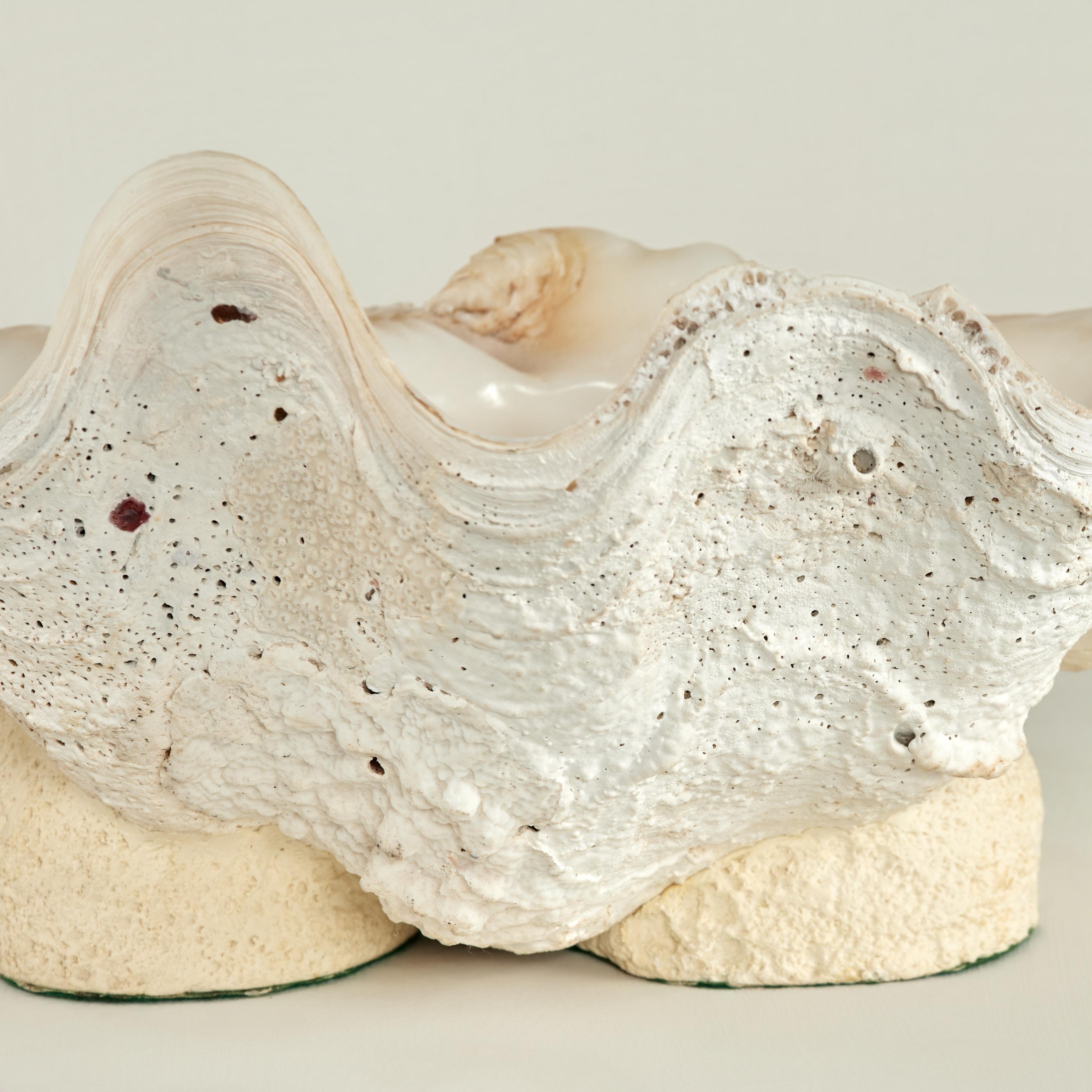 Contemporary Clam Shell on a Footed Base For Sale