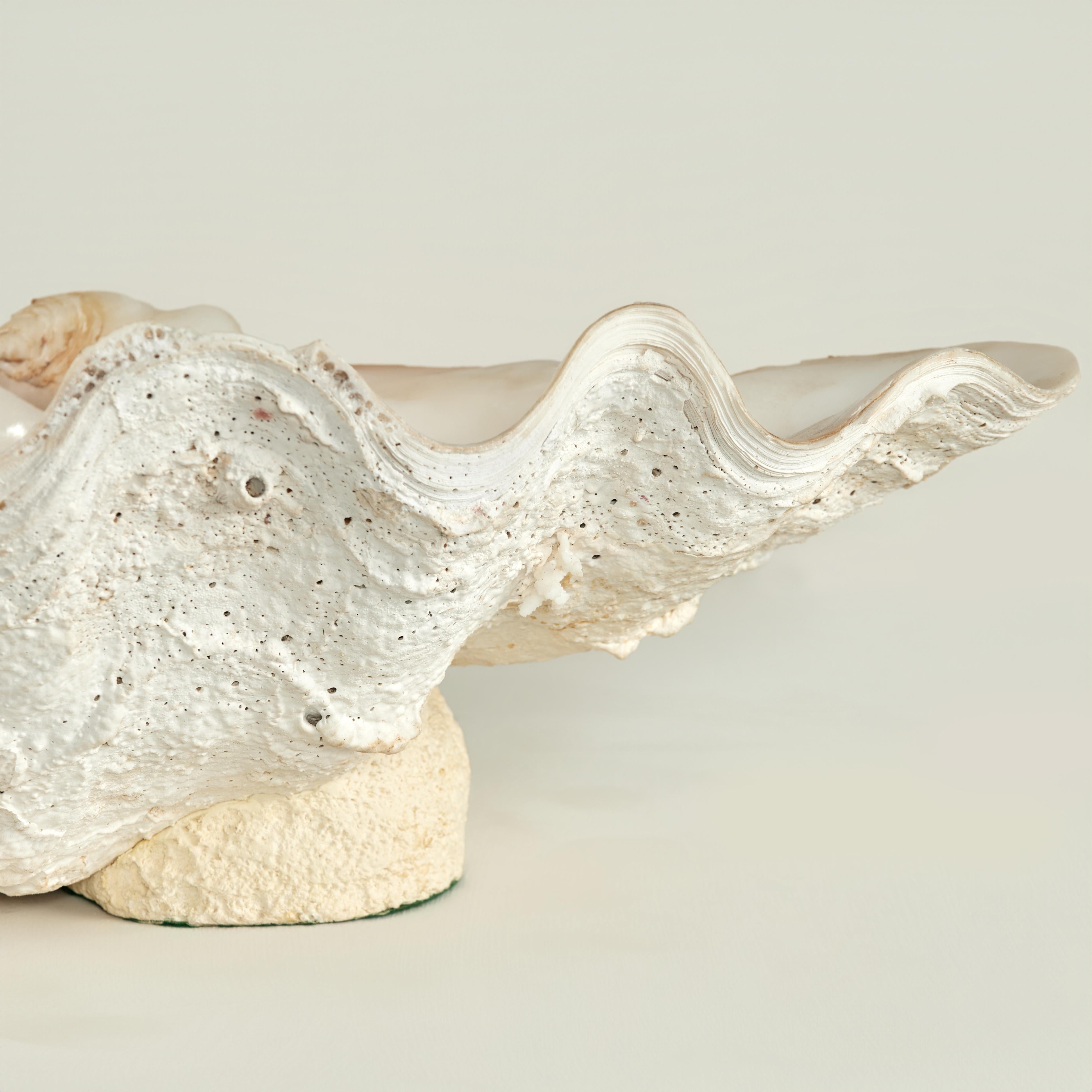 Organic Material Clam Shell on a Footed Base For Sale