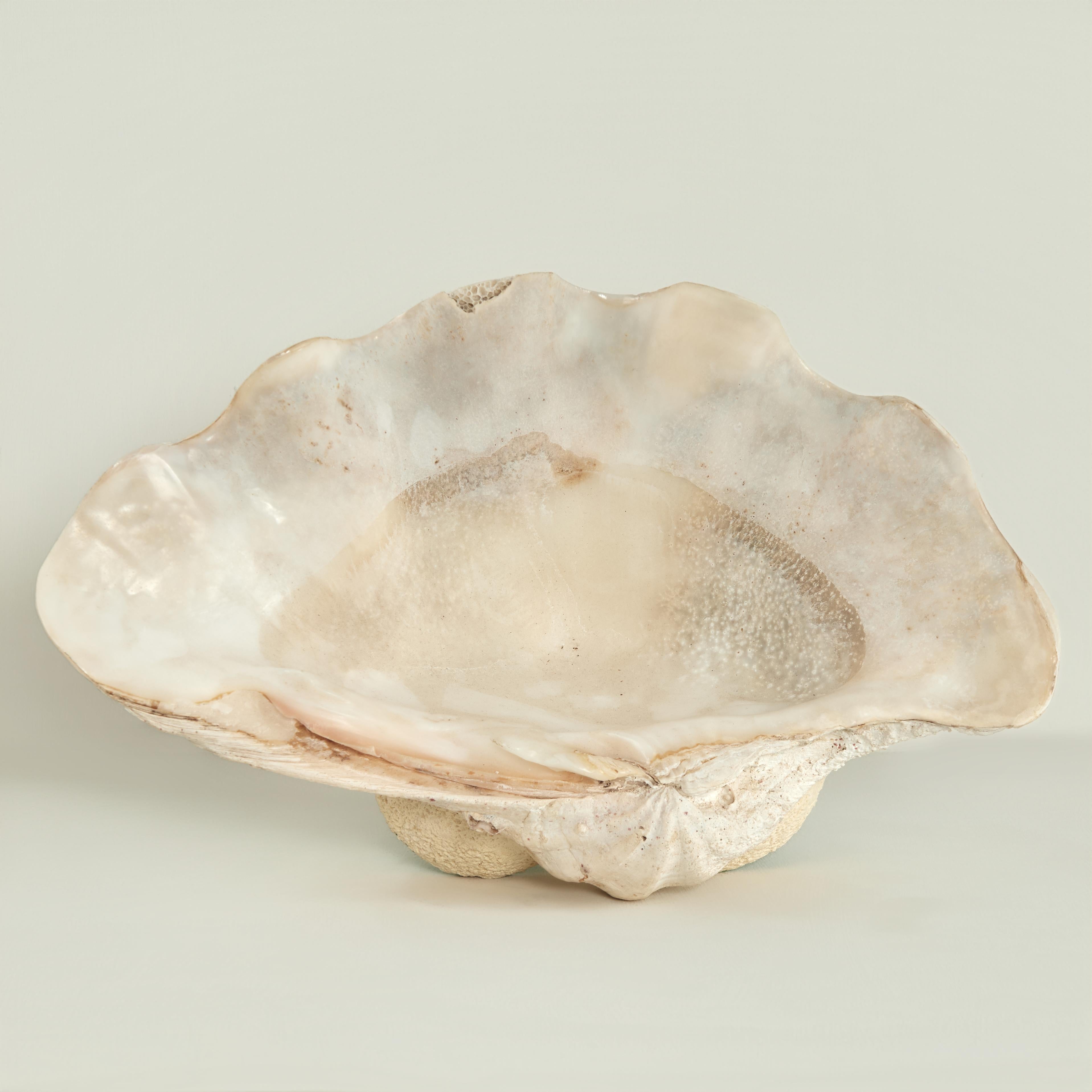 Clam Shell on a Footed Base For Sale 1