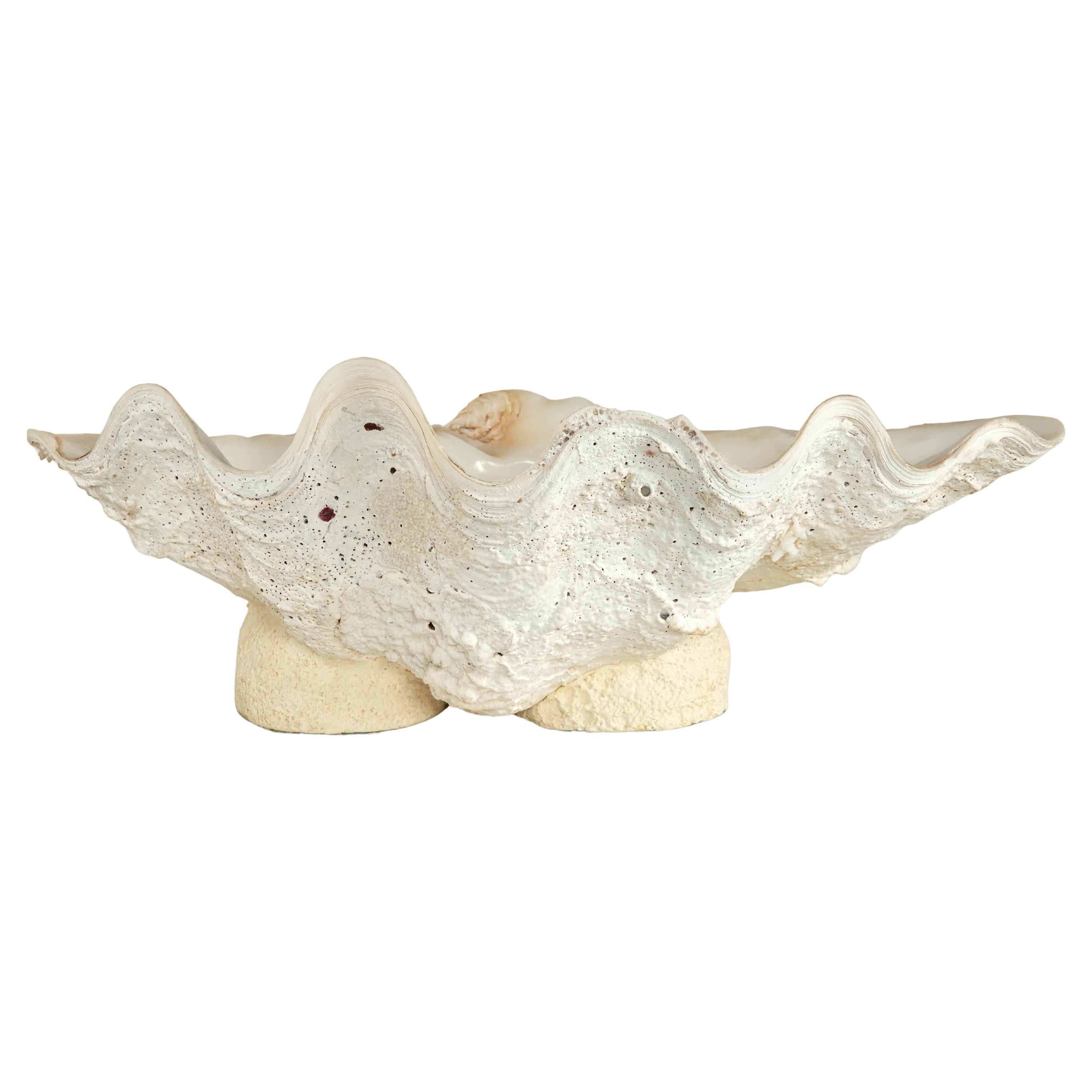 Clam Shell on a Footed Base For Sale