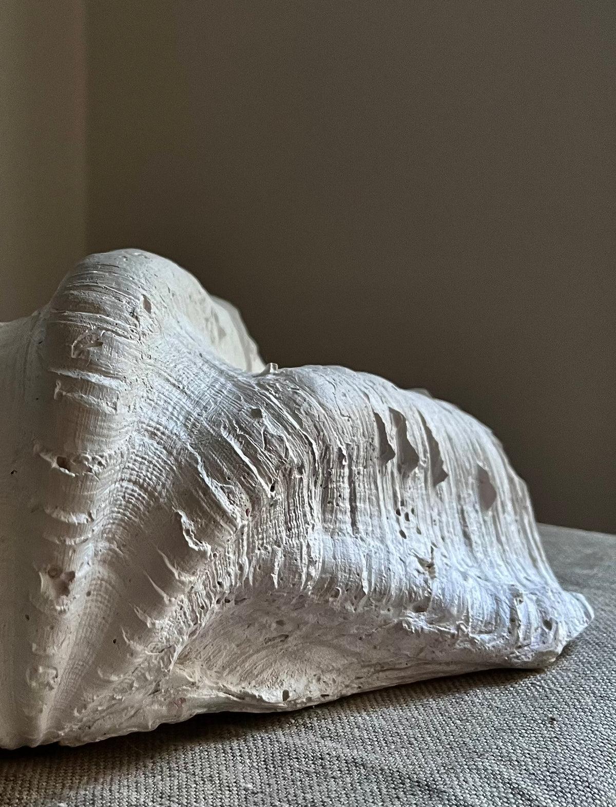 Europeo Scultura in gesso con guscio di vongola in vendita