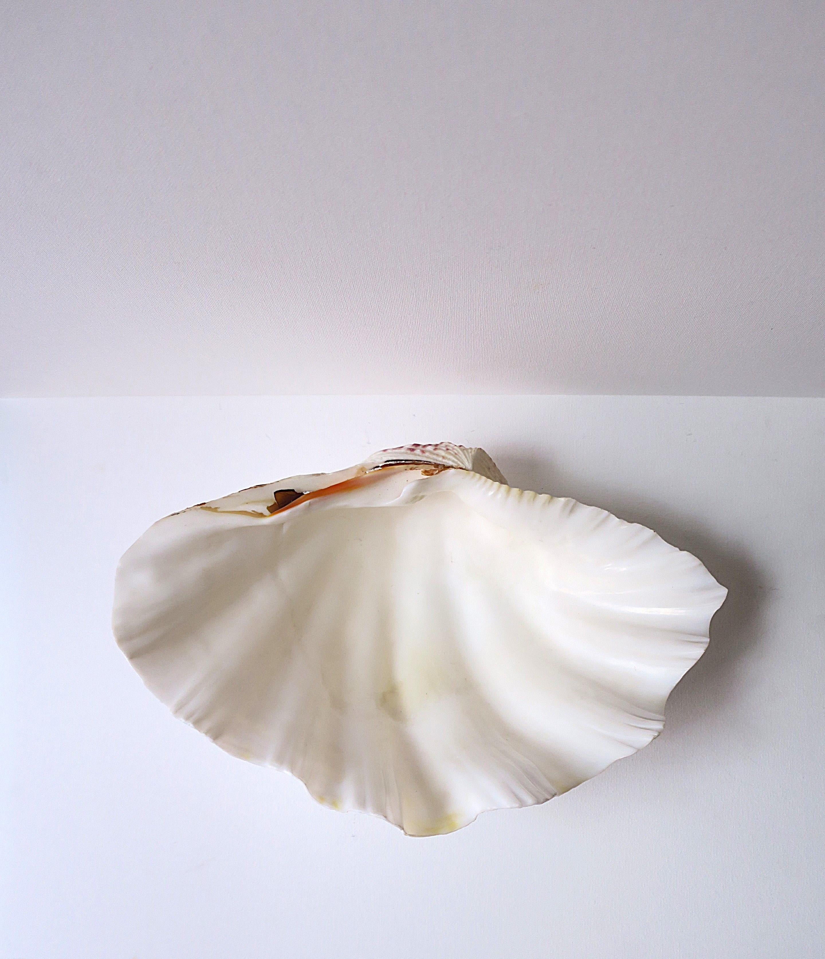 A beautiful, relatively large, white natural clam shell seashell. Seashell is real. Beautiful as a stand-alone piece or fill with your favorite fruits, vegetables, etc. Seashell measures: 3.75