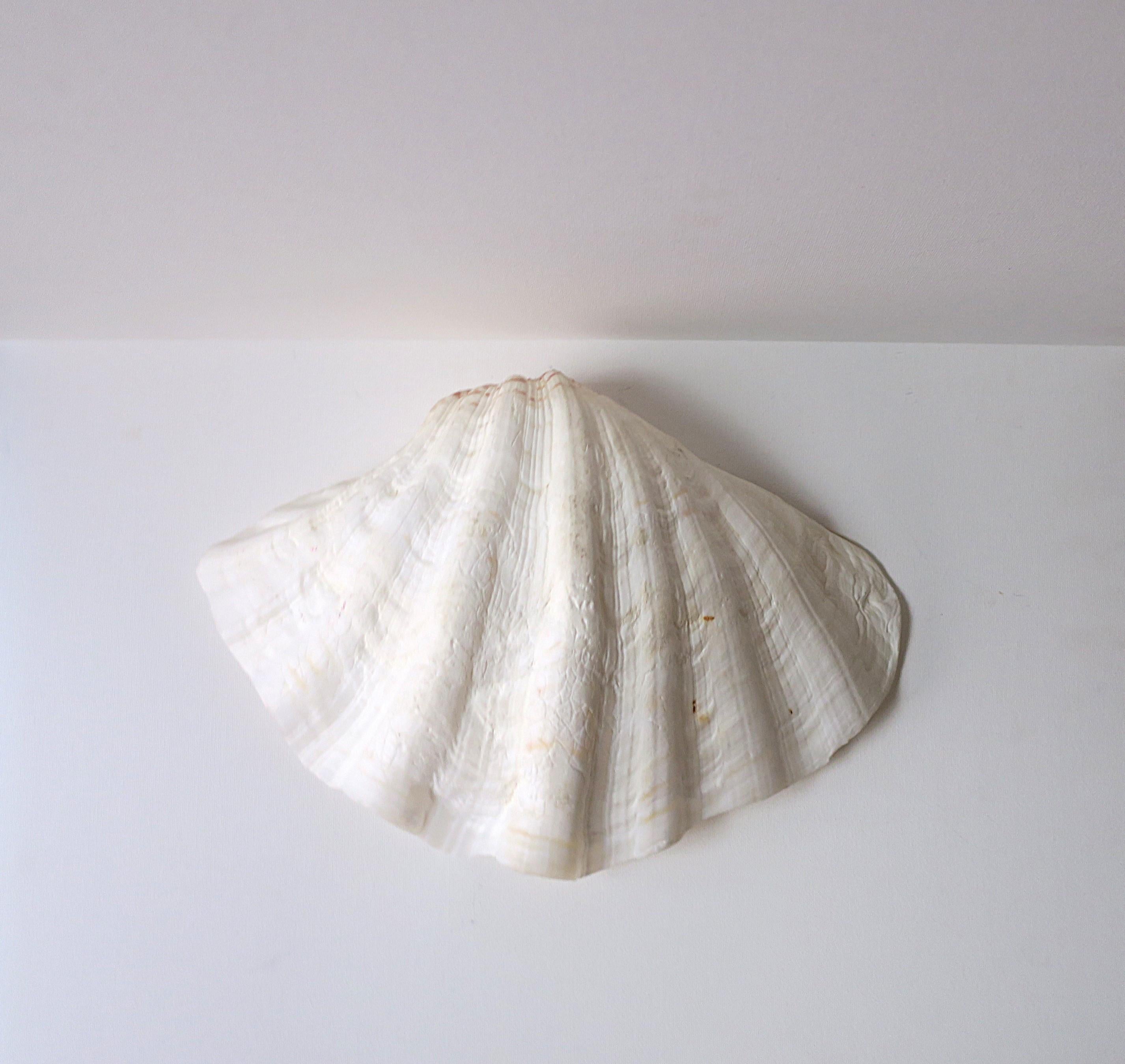 Clam Shell Seashell 5