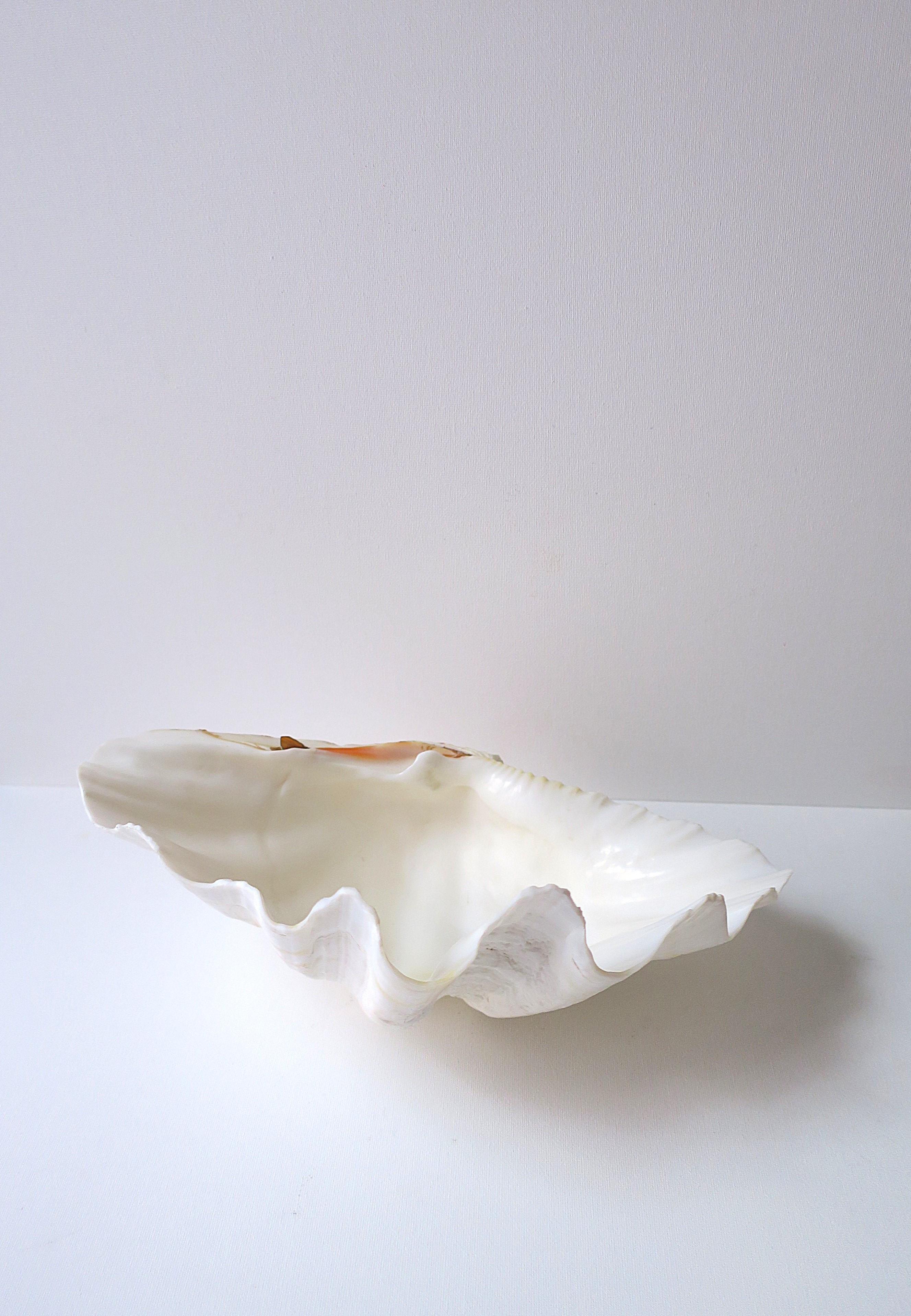 Organic Modern Clam Shell Seashell