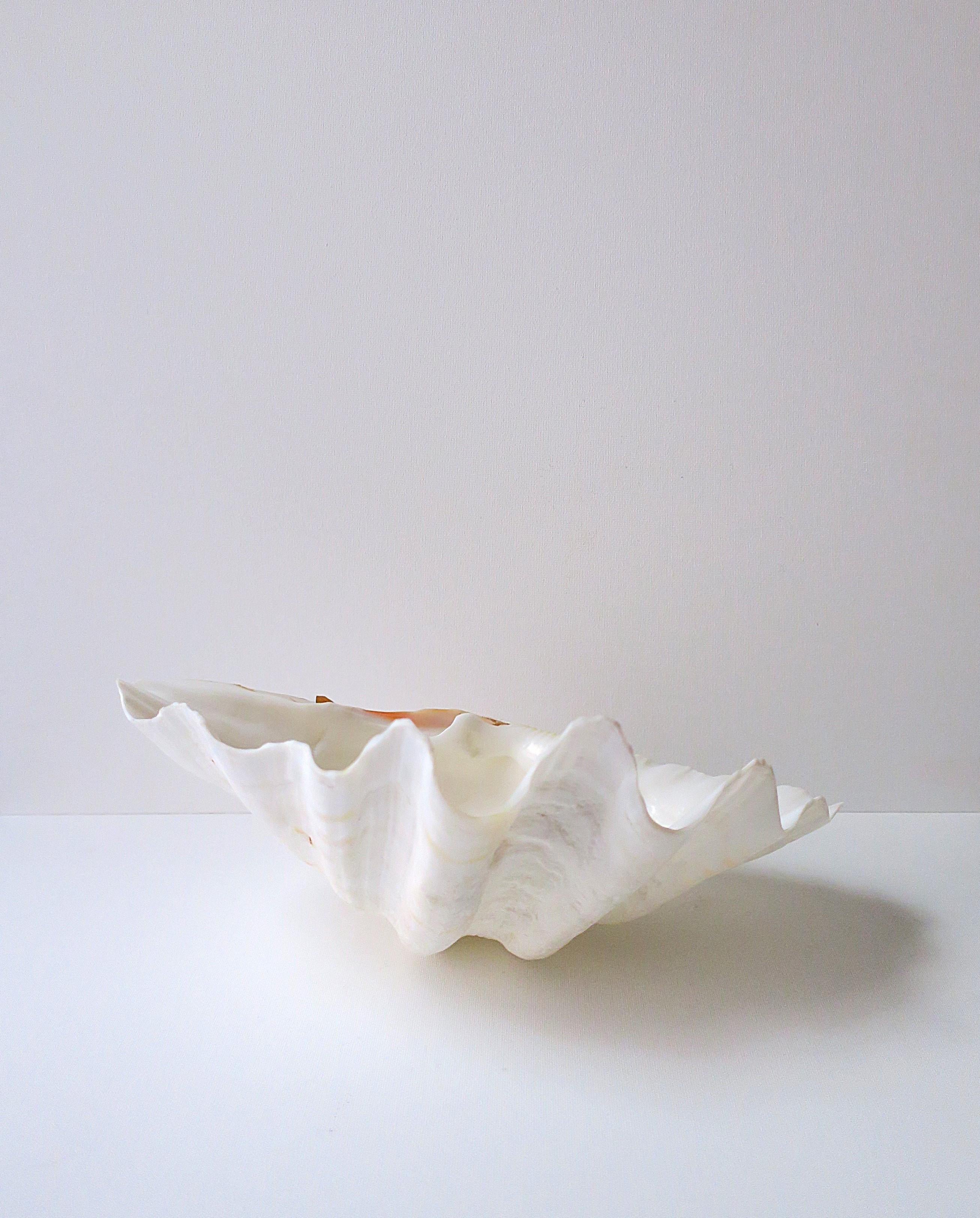 Clam Shell Seashell In Good Condition In New York, NY