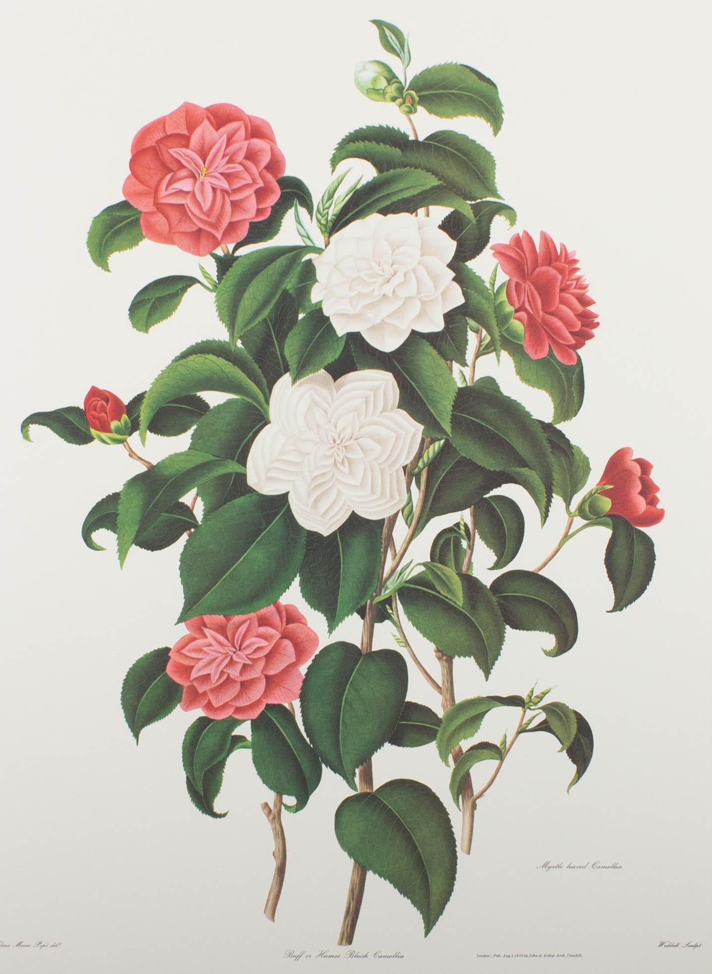 camellia print