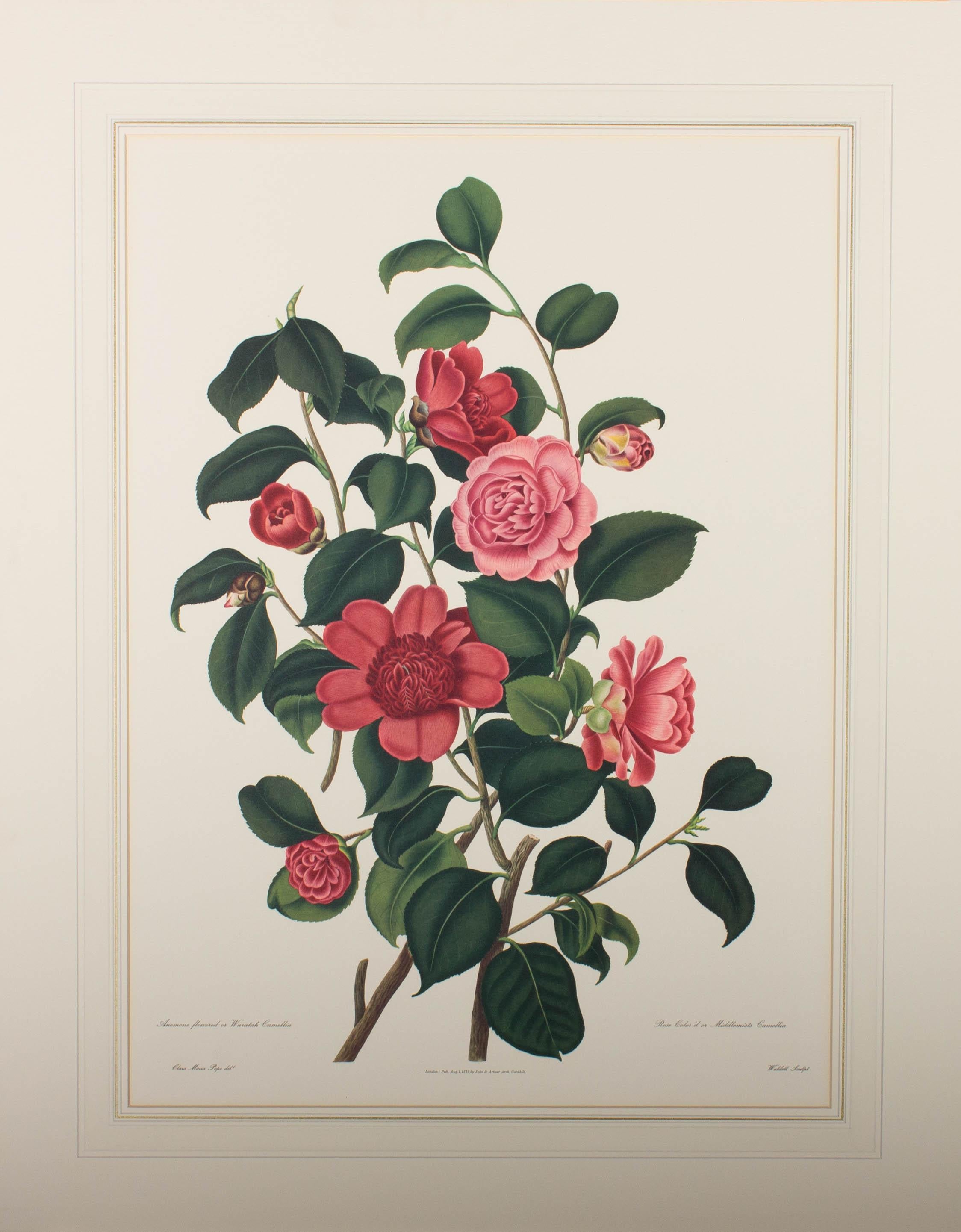 After Clara Pope - Pair Of 20th Century Digital Print, Camellia For Sale 2