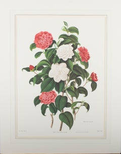 Paire d'estampes numériques du 20e siècle d'après Clara Pope, Camellia