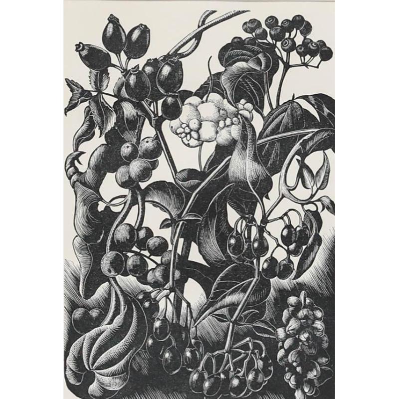 Clare Leighton (1898-1989) - Mitte 20. Jahrhundert Holzschnitt, Beeren im Angebot 1