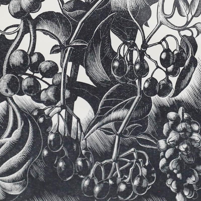 Clare Leighton (1898-1989) - Mitte 20. Jahrhundert Holzschnitt, Beeren im Angebot 3