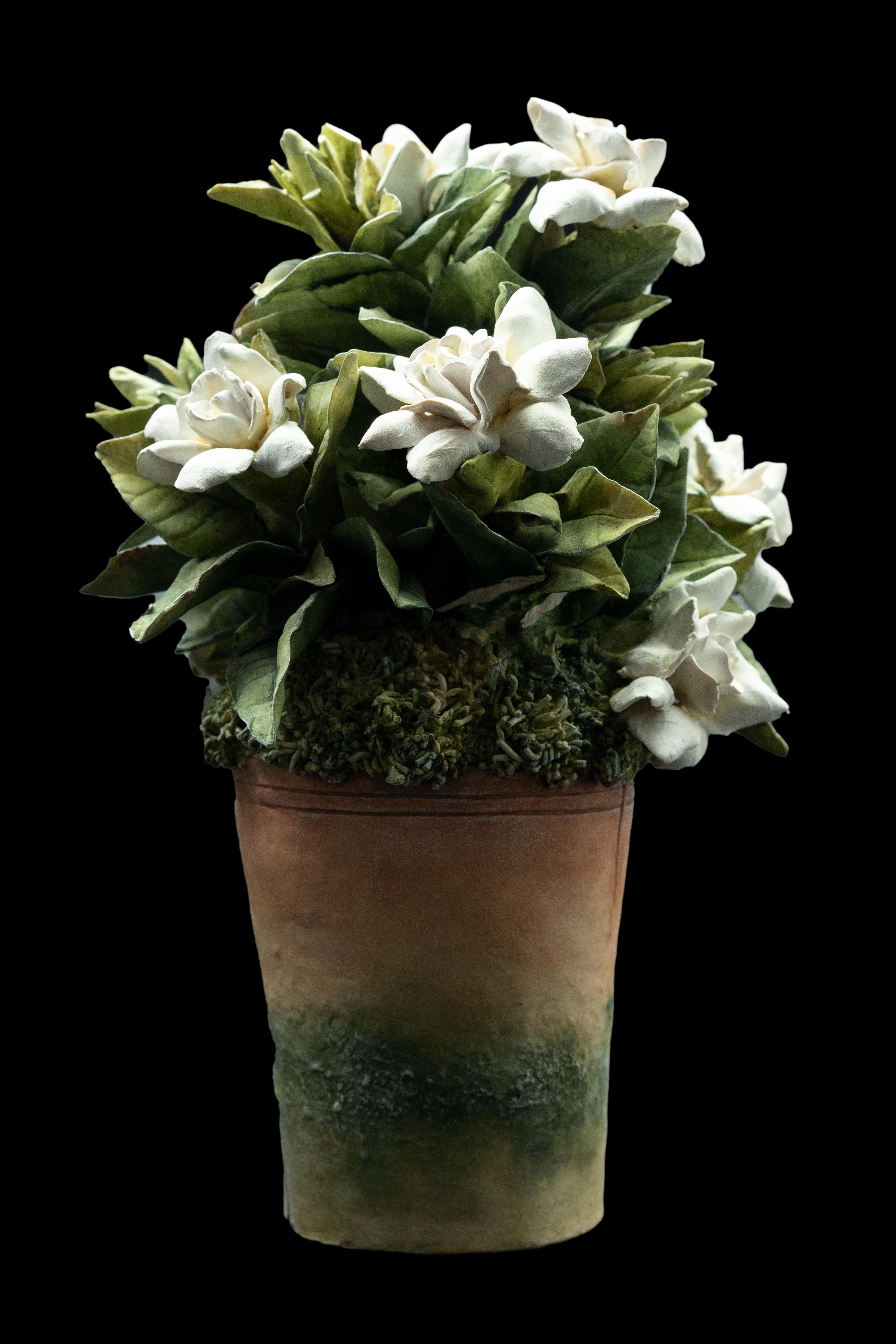 Clare Potter pair of porcelain white gardenias in pots. Measures: 6