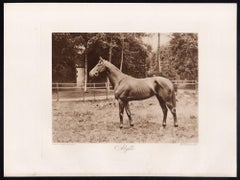 Alyth, cavallo da corsa inglese, fotogravura in seppia dedicata alle corse ippiche, 1906