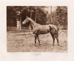 Alyth, cavallo da corsa inglese, fotogravura in seppia dedicata alle corse ippiche, 1906