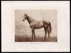 Diamantjubiläum, Rennpferd, Pferderennen, Sepia-Fotogravur, 1906