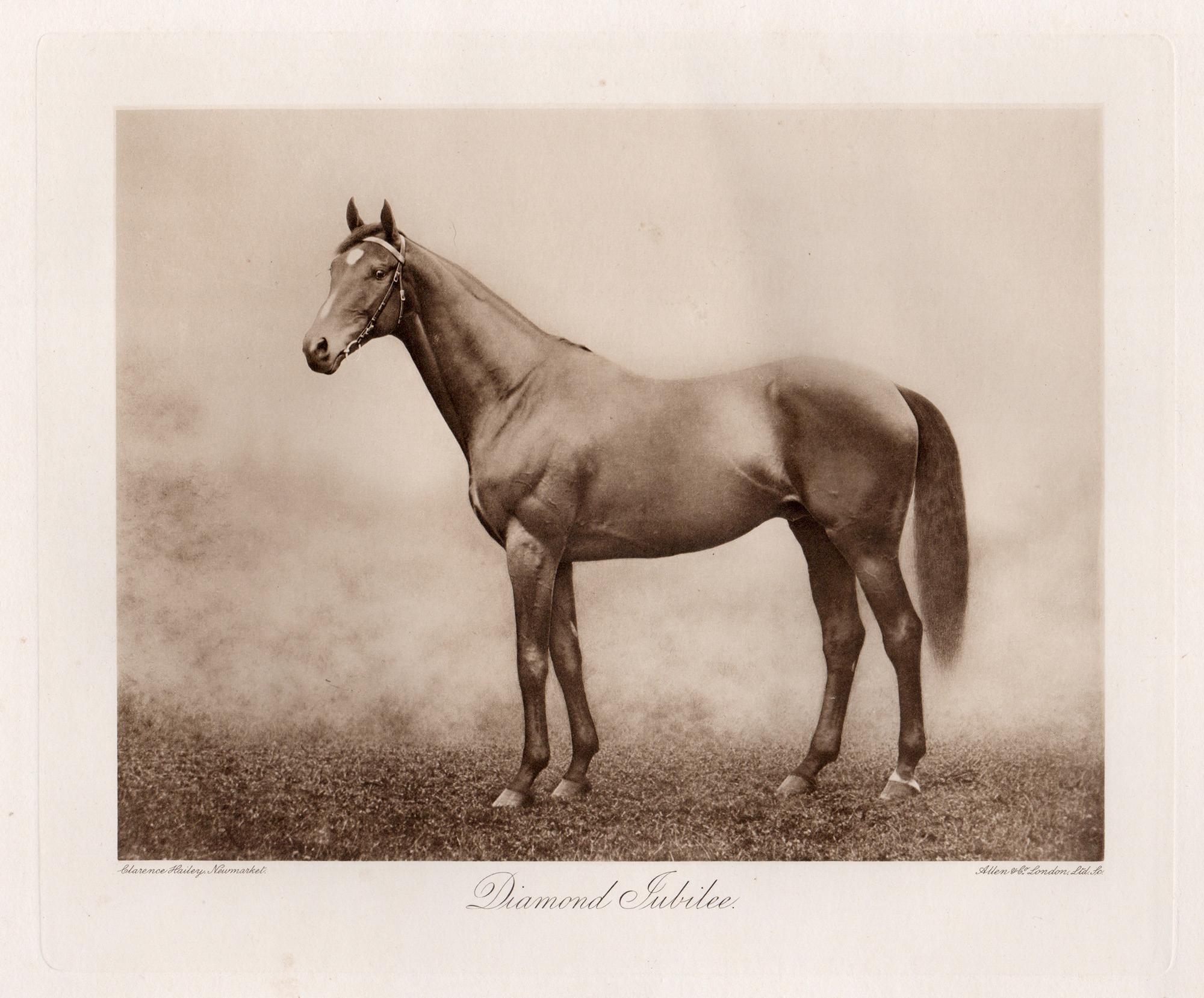 Diamond Jubilee, cheval de course, photogravure sépia sur le thème des courses hippiques, 1906