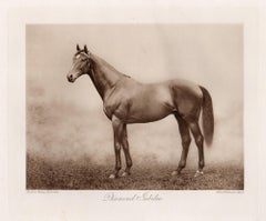 Diamantjubiläum, Rennpferd, Pferderennen, Sepia-Fotogravur, 1906
