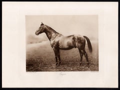Eager, cheval de course anglais, photogravure sépia sur le thème des courses hippiques, 1906