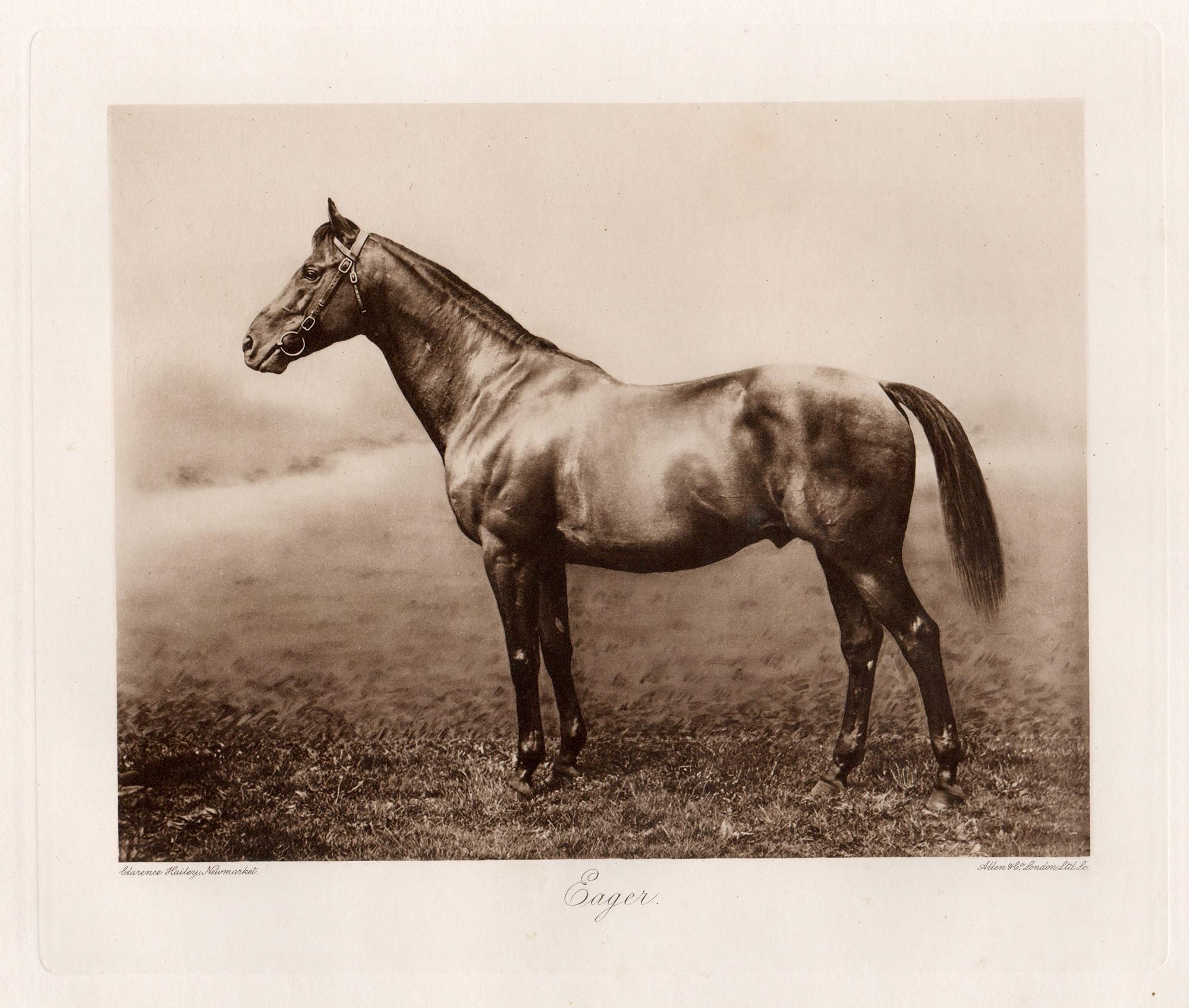 Print Clarence Hailey - Eager, cheval de course anglais, photogravure sépia sur le thème des courses hippiques, 1906