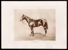 Fairman, cheval de course anglais, photogravure sépia sur le thème des courses hippiques, 1906