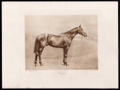 Gorgos, racehorse, horse racing sepia photogravure, 1906