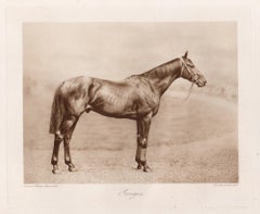 Gorgos, racehorse, horse racing sepia photogravure, 1906