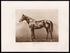 John O'Gaunt, English racehorse, horse racing sepia photogravure, 1906