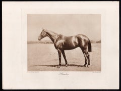 Leinster, English racehorse, horse racing sepia photogravure, 1906